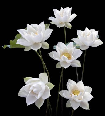 Güzel beyaz nilüfer çiçekleri mevsimi geri döndü.