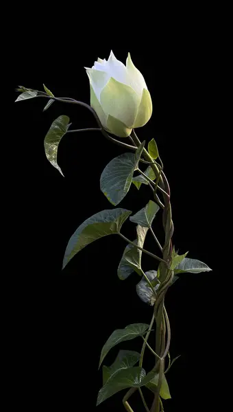 beautiful white rose on a black background