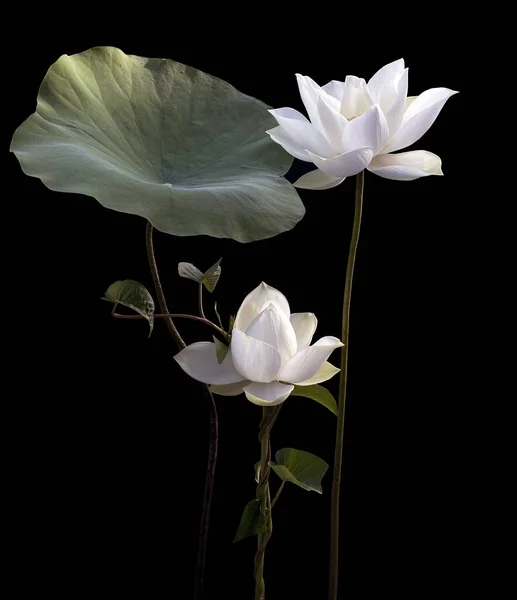 Белый Цветок Лотоса Саду — стоковое фото
