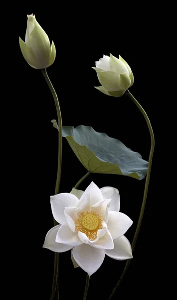 Цветок Лотоса Выделен Черном Фоне Обрезание Пути — стоковое фото