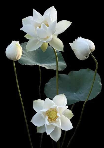 Bela Flor Lótus Branco Jardim — Fotografia de Stock