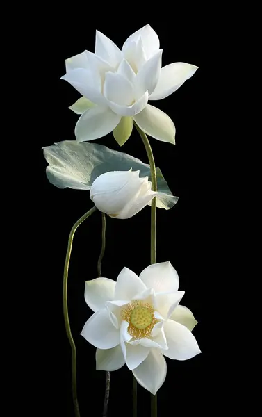 Období Krásných Bílých Lotosových Květů Vrátilo — Stock fotografie