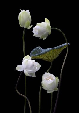 Güzel beyaz nilüfer çiçekleri mevsimi geri döndü.