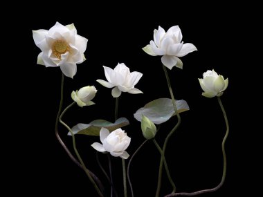 Güzel beyaz nilüfer çiçekleri mevsimi geri döndü.