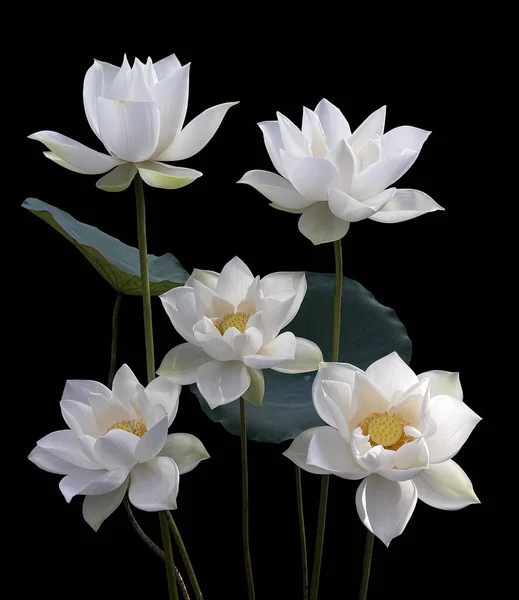 Temporada Hermosas Flores Loto Blanco Vuelto —  Fotos de Stock