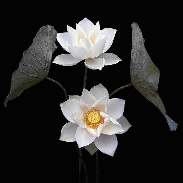 Сезон Красивого Цвітіння Білого Лотоса Повернувся — стокове фото