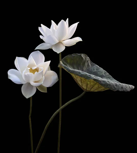 Season Beautiful White Lotus Blooms Has Returned — Stock Photo, Image