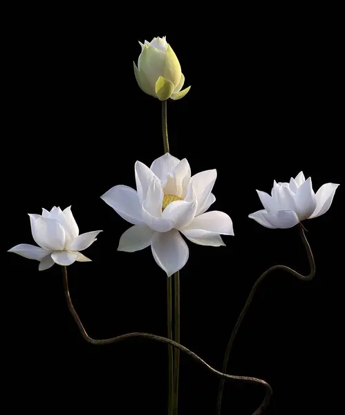 Сезон Красивого Цвітіння Білого Лотоса Повернувся — стокове фото