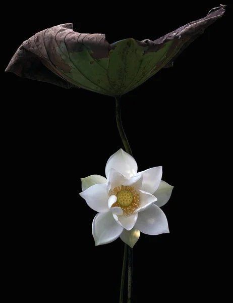 Temporada Hermosas Flores Loto Blanco Vuelto — Foto de Stock