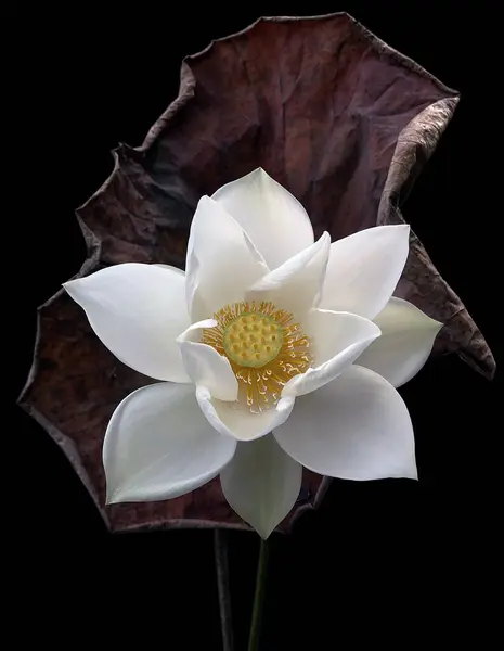 Saison Des Belles Fleurs Lotus Blanc Est Revenue — Photo