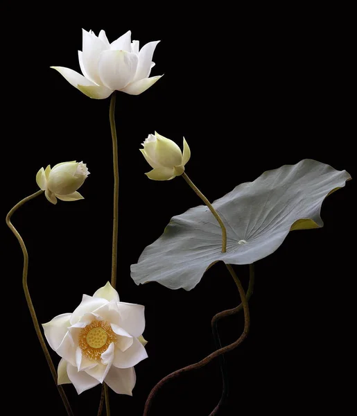Säsongen Vackra Vita Lotusblommor Har Återvänt — Stockfoto