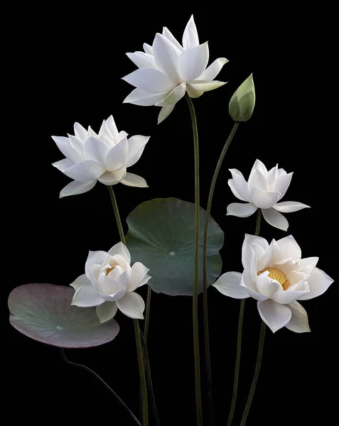 Die Saison Der Schönen Weißen Lotusblüten Ist Zurückgekehrt — Stockfoto