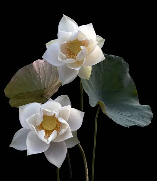 Sezon Pięknych Białych Kwiatów Lotosu Powrócił — Zdjęcie stockowe