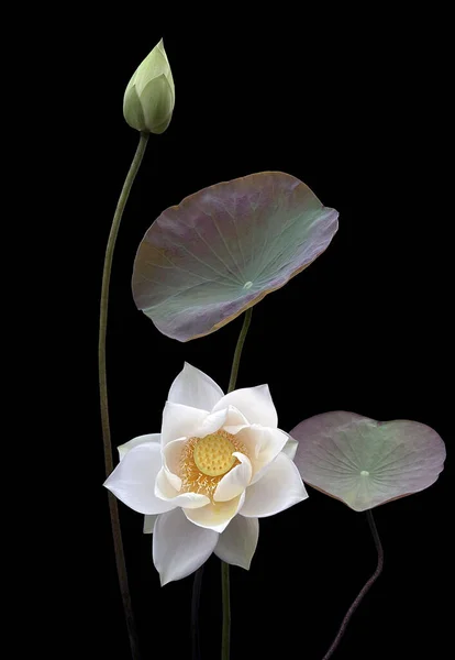 Saison Des Belles Fleurs Lotus Blanc Est Revenue — Photo