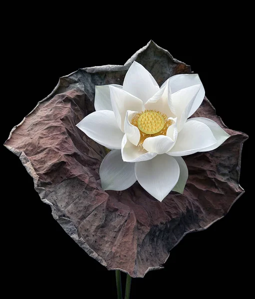 Sezon Pięknych Białych Kwiatów Lotosu Powrócił — Zdjęcie stockowe