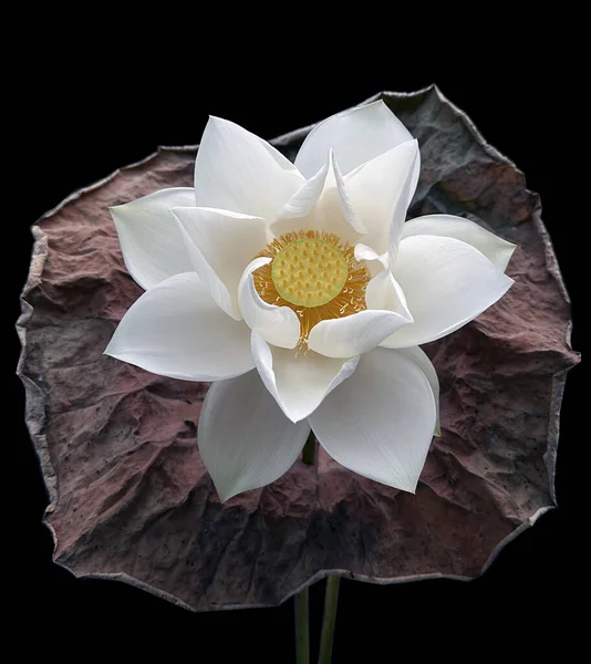 Gyönyörű Fehér Lótuszvirág Évszaka Visszatért — Stock Fotó