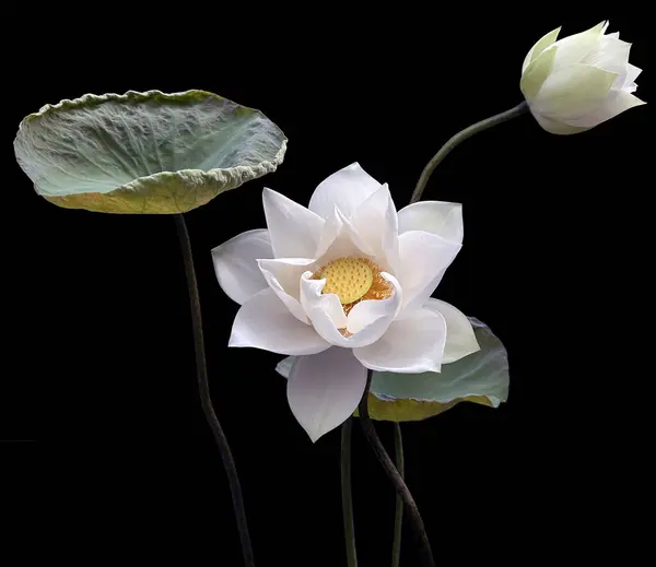 Säsongen Vackra Vita Lotusblommor Har Återvänt — Stockfoto