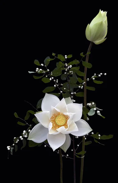 white magnolia flower isolated on black background