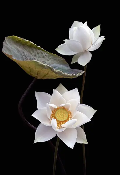 stock image beautiful white lotus on black background