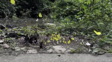 Ma Da ormanında kelebek mevsimi.