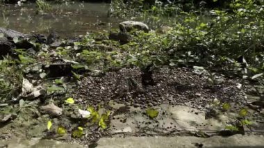 Ma Da ormanında kelebek mevsimi.