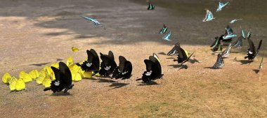 Ma Da Nam Kedi Ormanı 'nda kelebek sezonu.