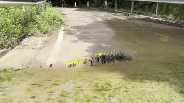 Ma da dong nai ormanında kelebek mevsimi