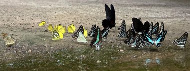 Ma Da ormanında kelebek mevsimi