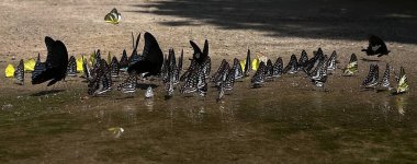 Ma Da ormanında kelebek mevsimi