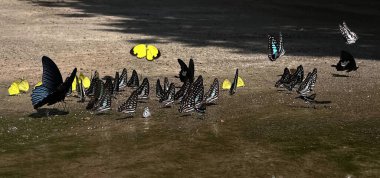 Ma Da ormanında kelebek mevsimi