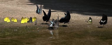 Ma da dong nai ormanında kelebek mevsimi