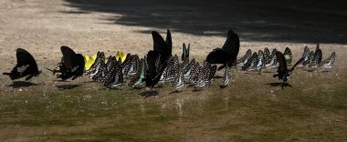 Ma da dong nai ormanında kelebek mevsimi