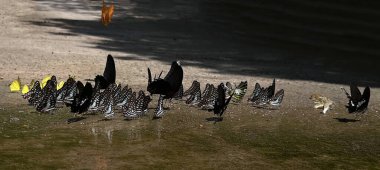 Ma da dong nai ormanında kelebek mevsimi