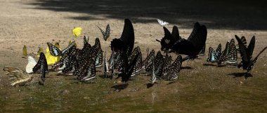 Ma da dong nai ormanında kelebek mevsimi