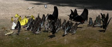 Ma da dong nai ormanında kelebek mevsimi