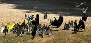 Ma da dong nai ormanında kelebek mevsimi