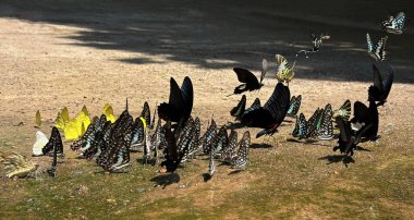 Ma da dong nai ormanında kelebek mevsimi