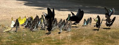 Ma da dong nai ormanında kelebek mevsimi