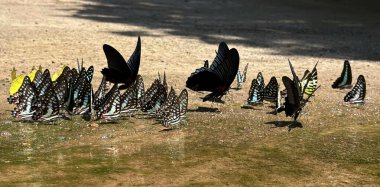 Ma da dong nai ormanında kelebek mevsimi