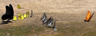 Ma da dong nai ormanında kelebek mevsimi