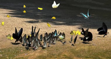 Ma da dong nai ormanında kelebek mevsimi