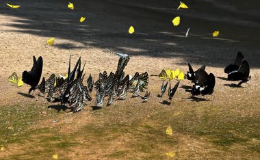 Ma da dong nai ormanında kelebek mevsimi