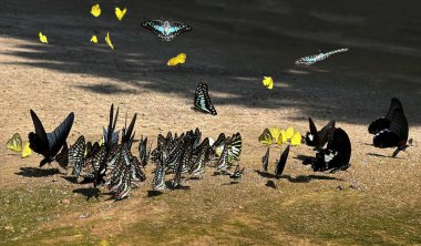 Ma da dong nai ormanında kelebek mevsimi