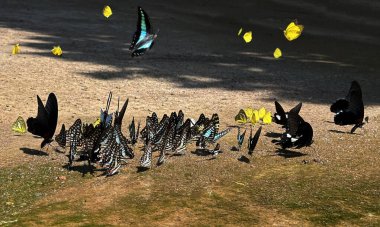 Ma da dong nai ormanında kelebek mevsimi