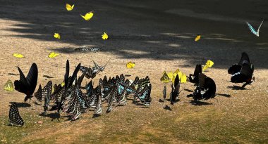 Ma da dong nai ormanında kelebek mevsimi