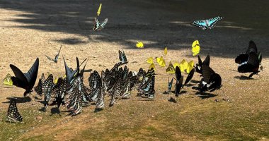 Ma da dong nai ormanında kelebek mevsimi