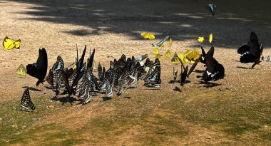 Ma da dong nai ormanında kelebek mevsimi