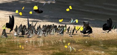 Ma da dong nai ormanında kelebek mevsimi