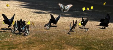 Ma da dong nai ormanında kelebek mevsimi