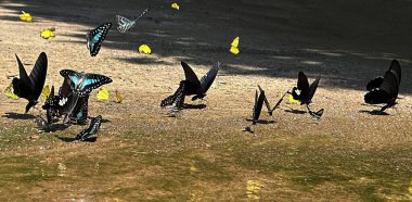 Ma da dong nai ormanında kelebek mevsimi